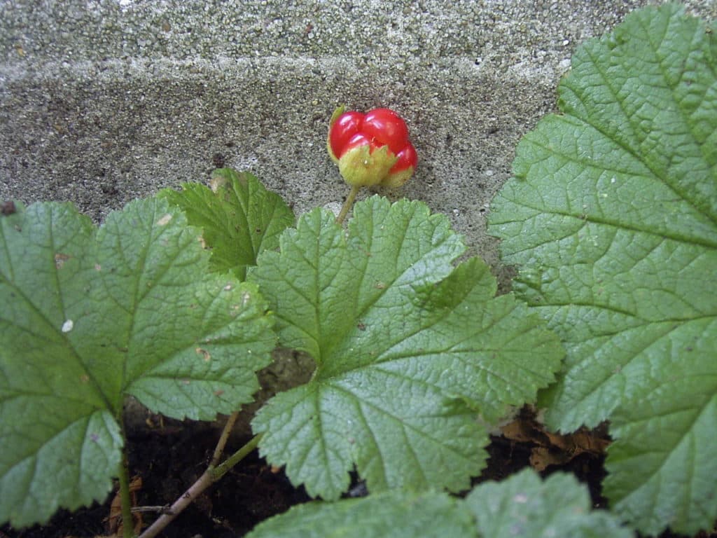 Moltebeeren stärken das Immunsystem