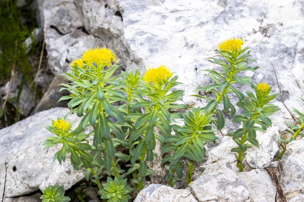 Rosenwurz bei Müdigkeit einnehmen